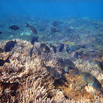 Image of New Zealand bluefish