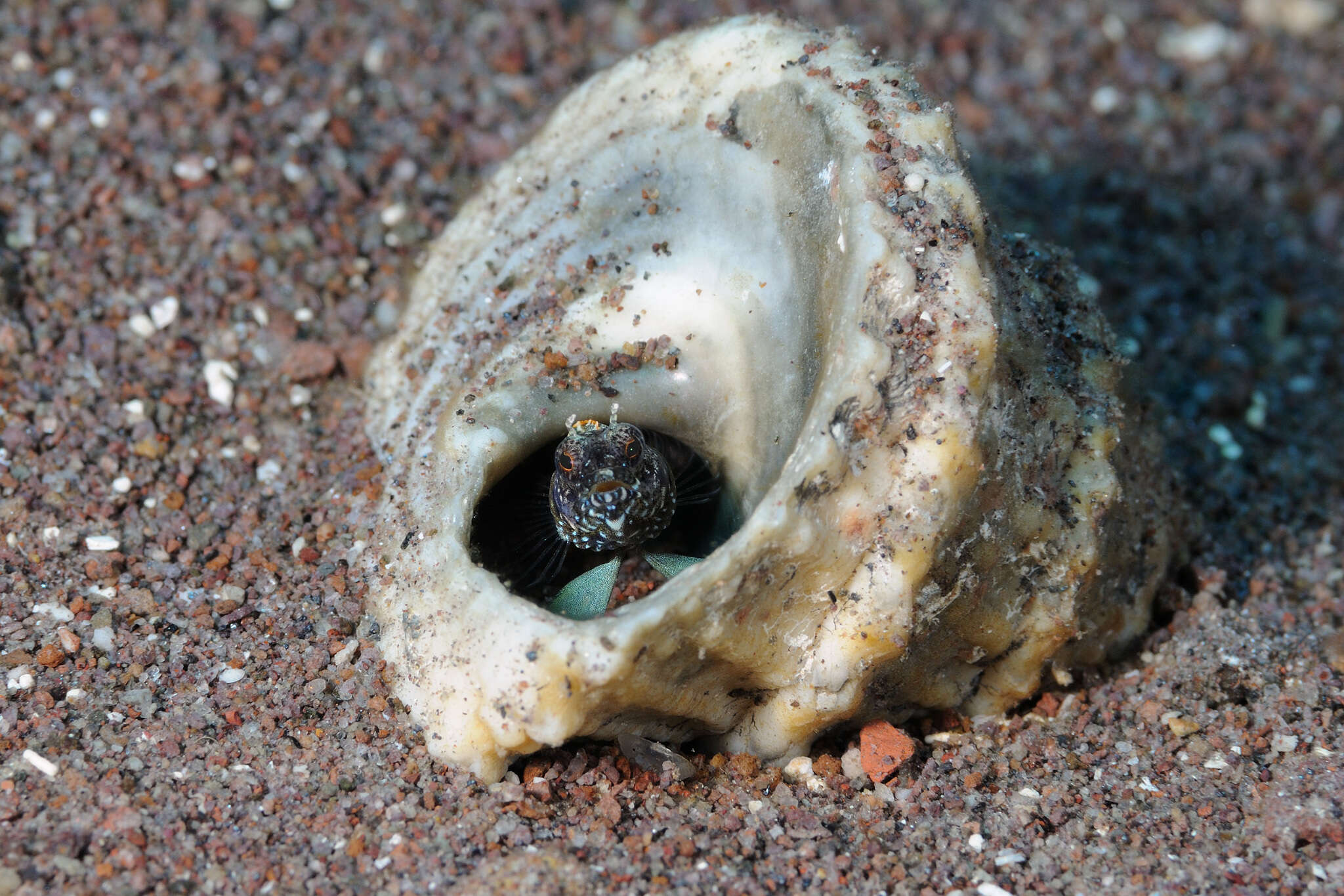 Image of West Indian starsnail