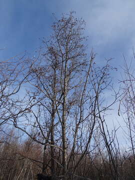 Image de Alnus incana subsp. tenuifolia (Nutt.) Breitung