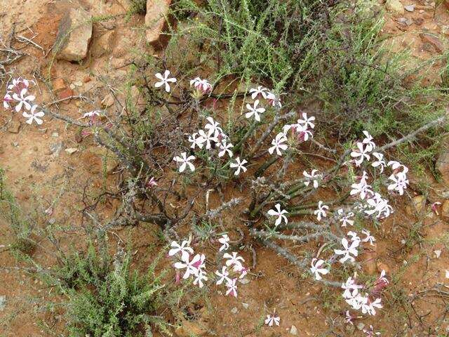 Image of Pachypodium succulentum (L. fil.) Sweet