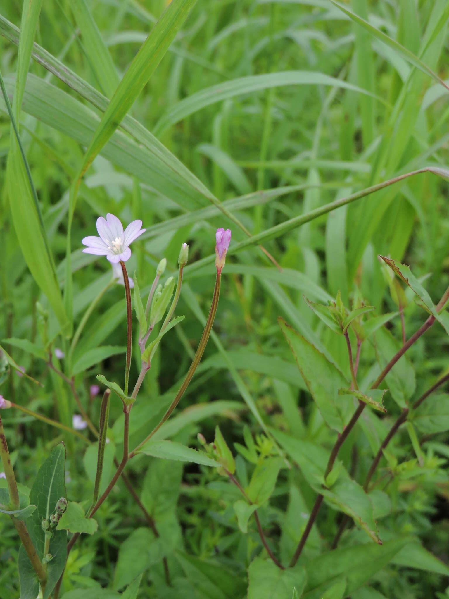 Image of Broad-leaved Willowherb