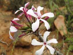 Image of Pachypodium succulentum (L. fil.) Sweet