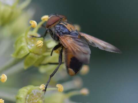 Image of Phasia aurigera (Egger 1860)