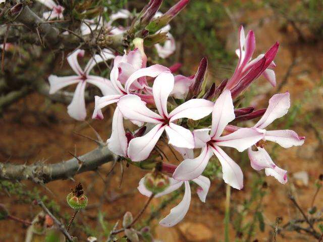 Image of Pachypodium succulentum (L. fil.) Sweet