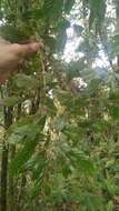 Слика од Lithocarpus corneus (Lour.) Rehder