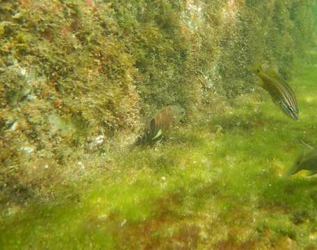 Image of Belted Sandbass