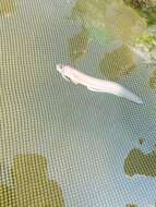 Image of Striped Cusk-eel