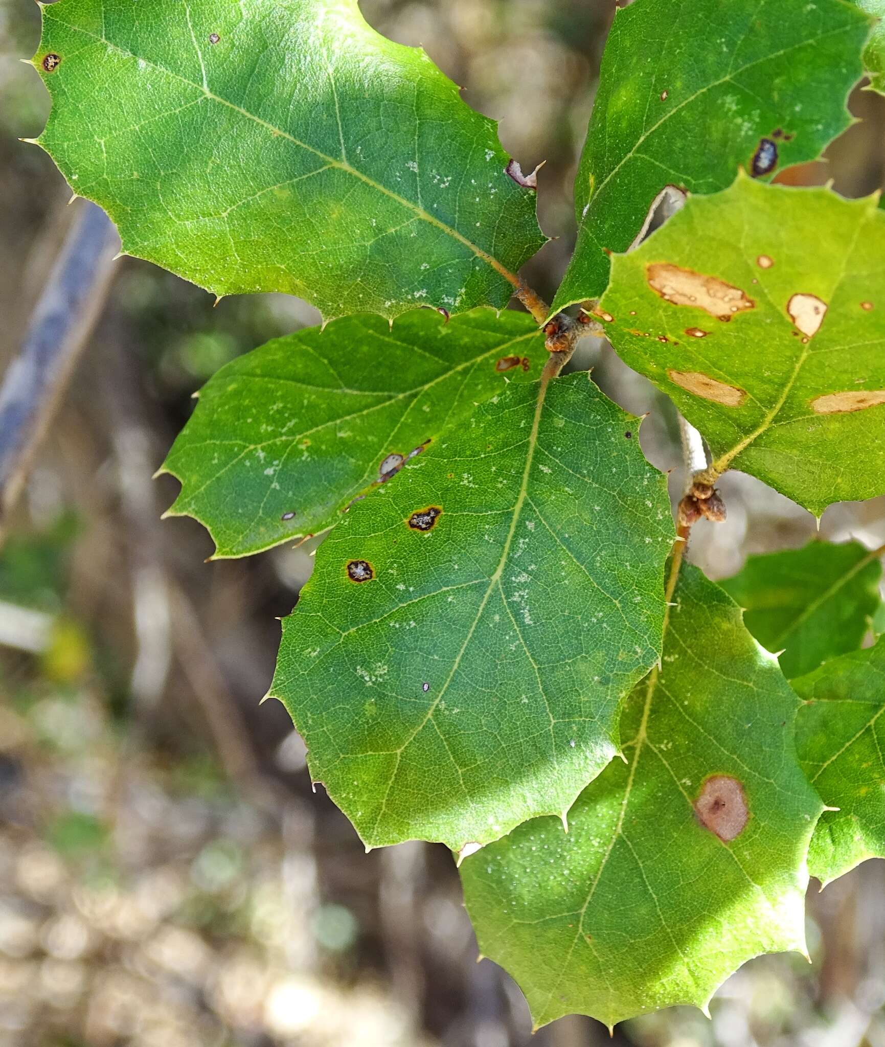 Image of interior live oak