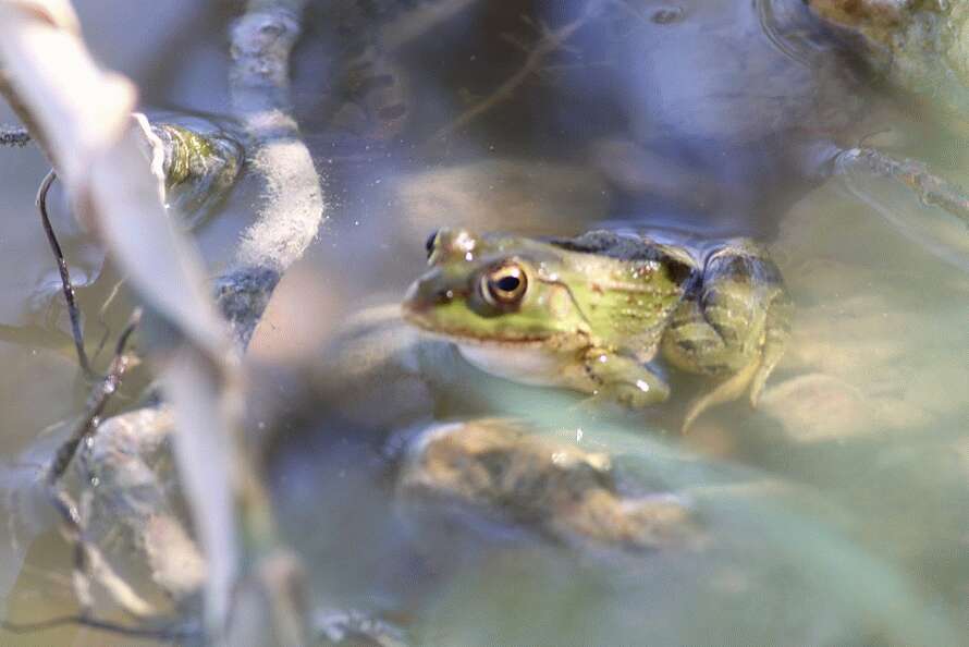 Image of Eurasian Marsh Frog