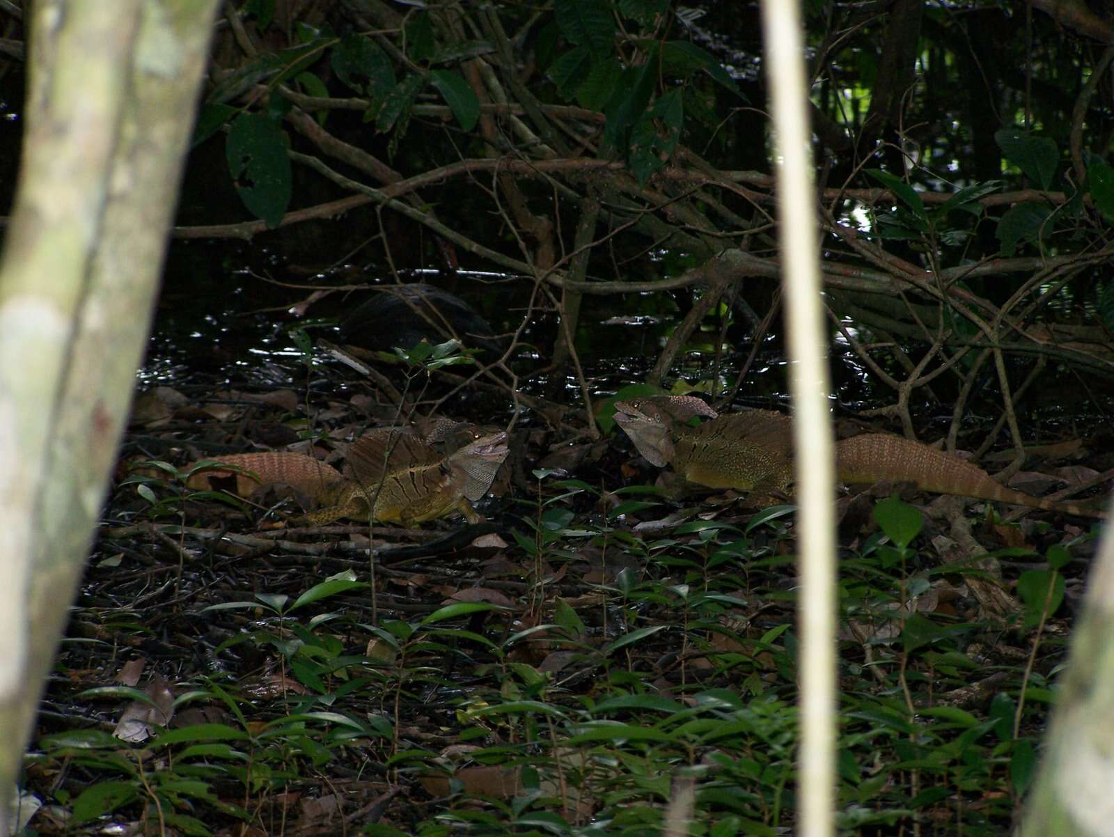 Image of Common Basilisk