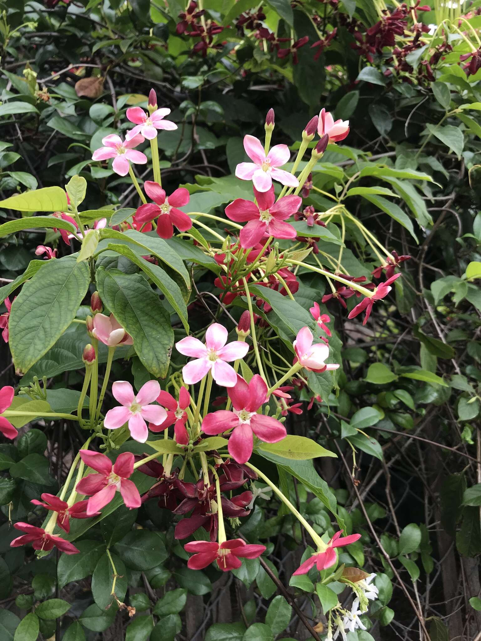 Rangoon creeper - Encyclopedia of Life