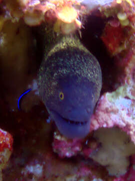 Image of Yellow edged moray