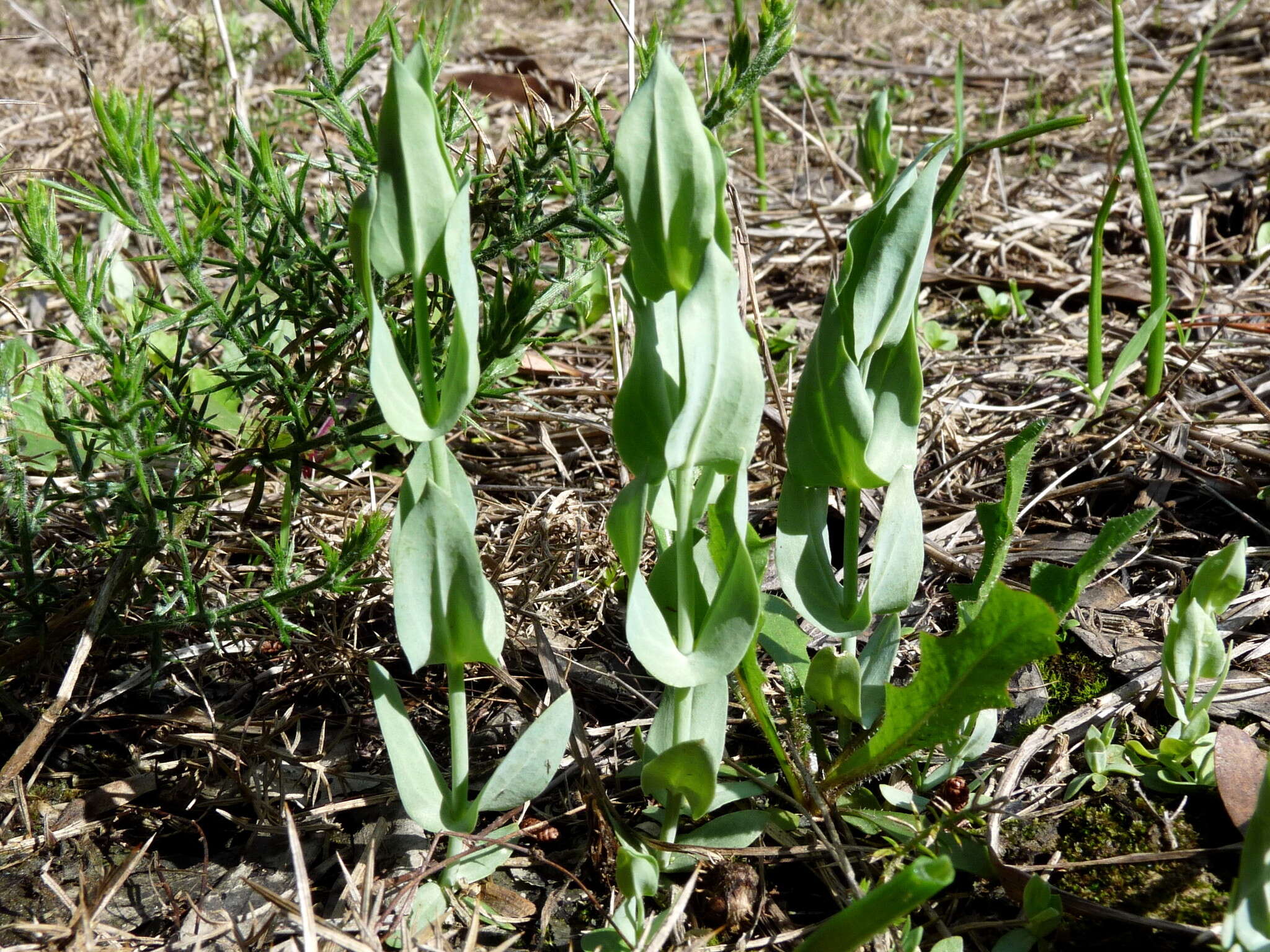 Image de Blackstonia perfoliata subsp. perfoliata