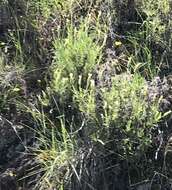 Image of Lavandula viridis L'Hér.