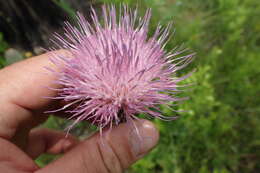 Imagem de Cirsium lecontei Torr. & A. Gray