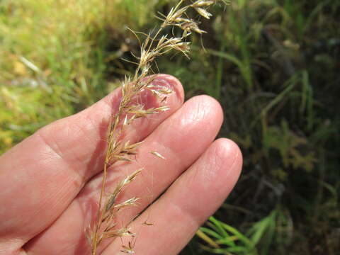 Plancia ëd Trisetum sibiricum Rupr.