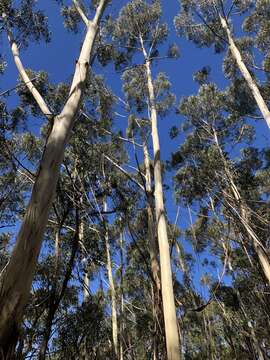 Image of Eucalyptus oreades F. Müll. ex R. T. Baker