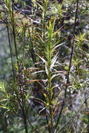 Image de Dracophyllum sinclairii Cheeseman