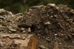 Image of White-capped Redstart