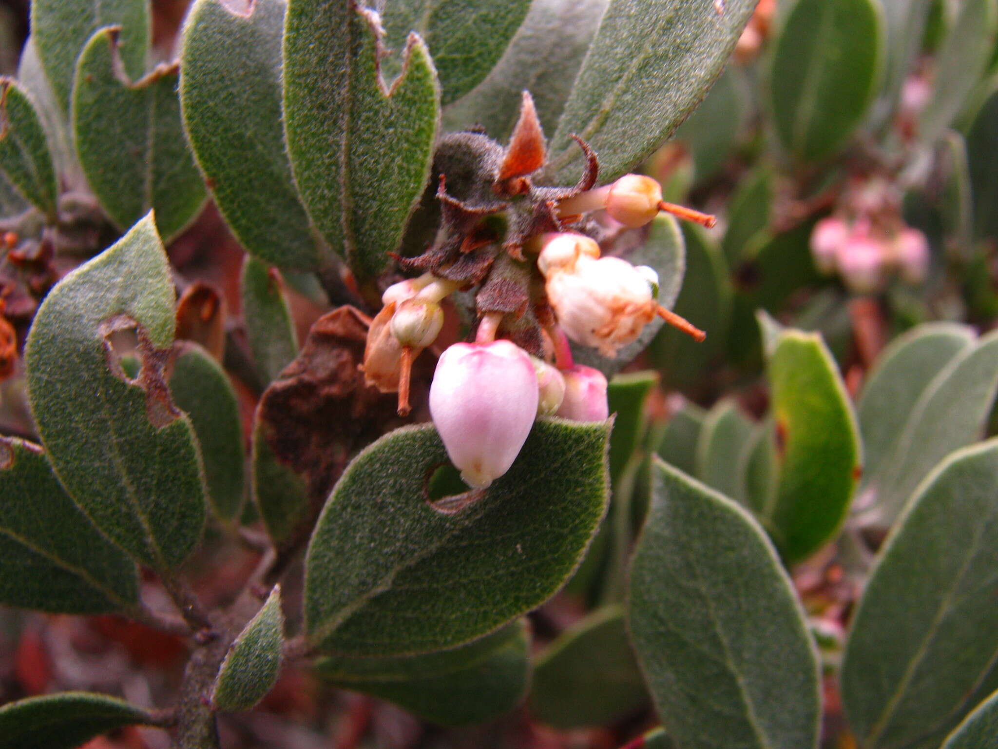 Image of pointleaf manzanita