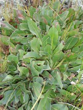 Image of Protea caespitosa Andr.