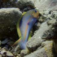 Image of Klunzinger's wrasse