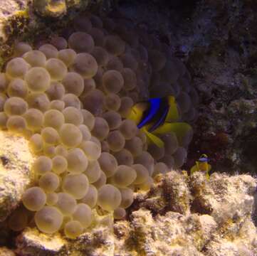 Image of Clownfish