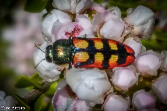 Image of Castiarina pallidiventris (Gory & Laporte 1838)