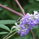 Image of Syrphid fly