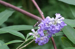 Image of Syrphid fly