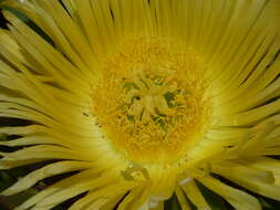 Image of hottentot fig