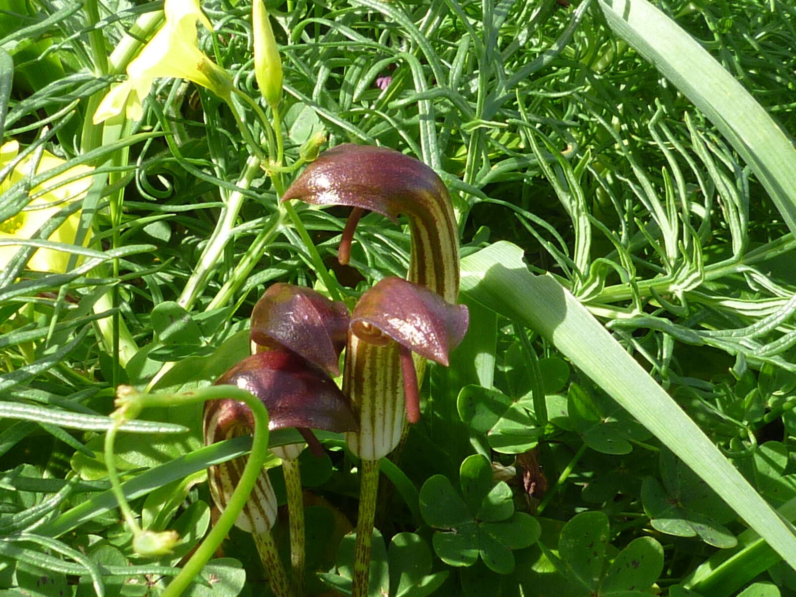 Image of Friar's cowl