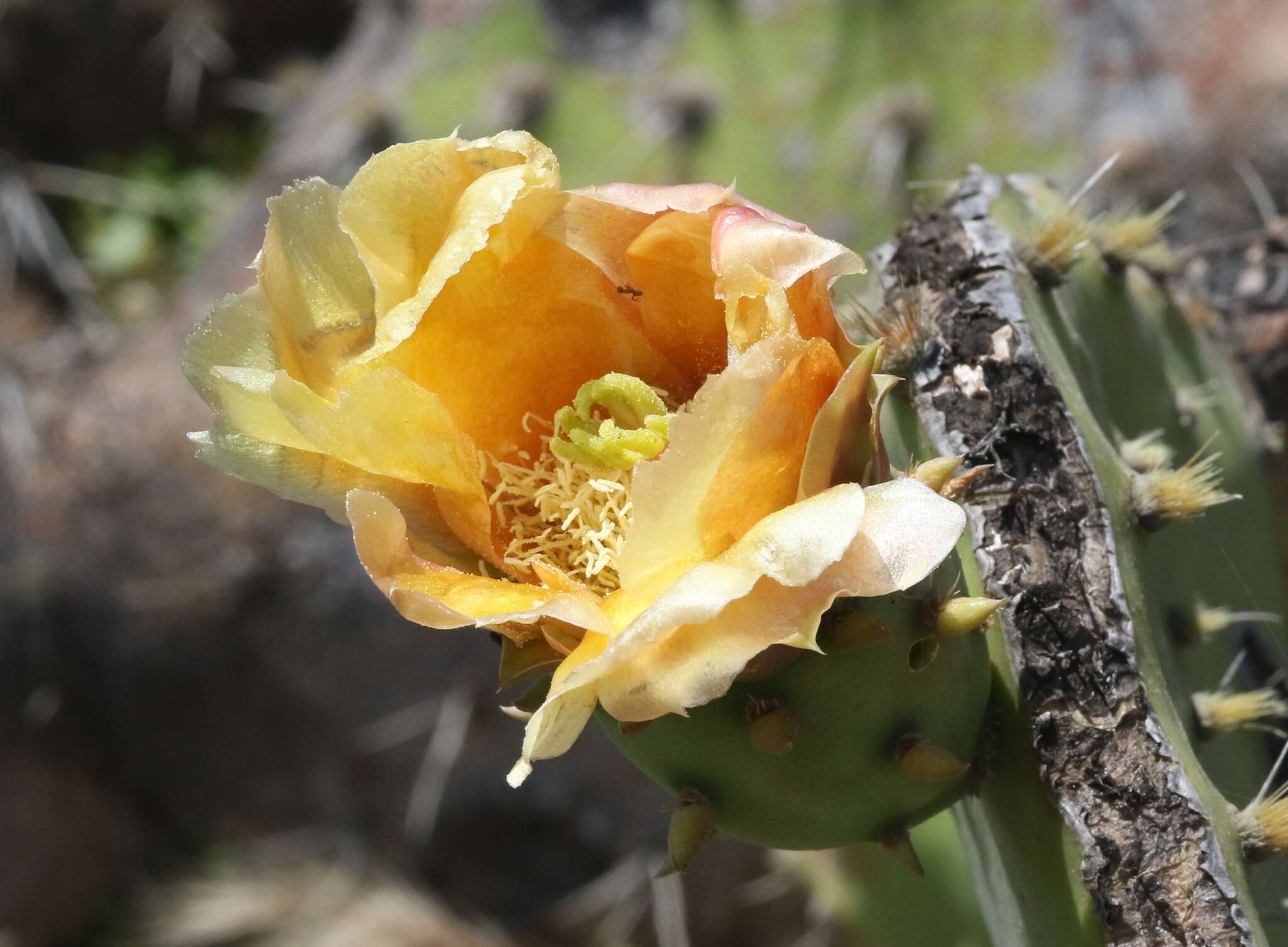 Image of pricklypear