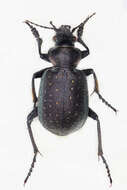 Imagem de Calosoma (Charmosta) investigator (Illiger 1798)