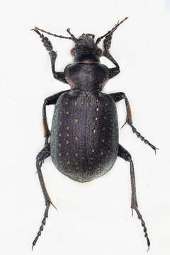 Image of Calosoma (Charmosta) investigator (Illiger 1798)