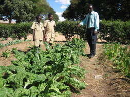 Image of spinach