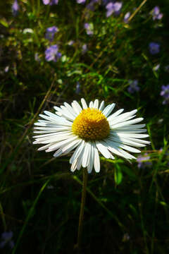 Bellis sylvestris Cyr. resmi