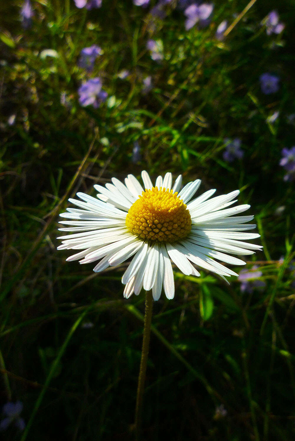 Bellis sylvestris Cyr. resmi