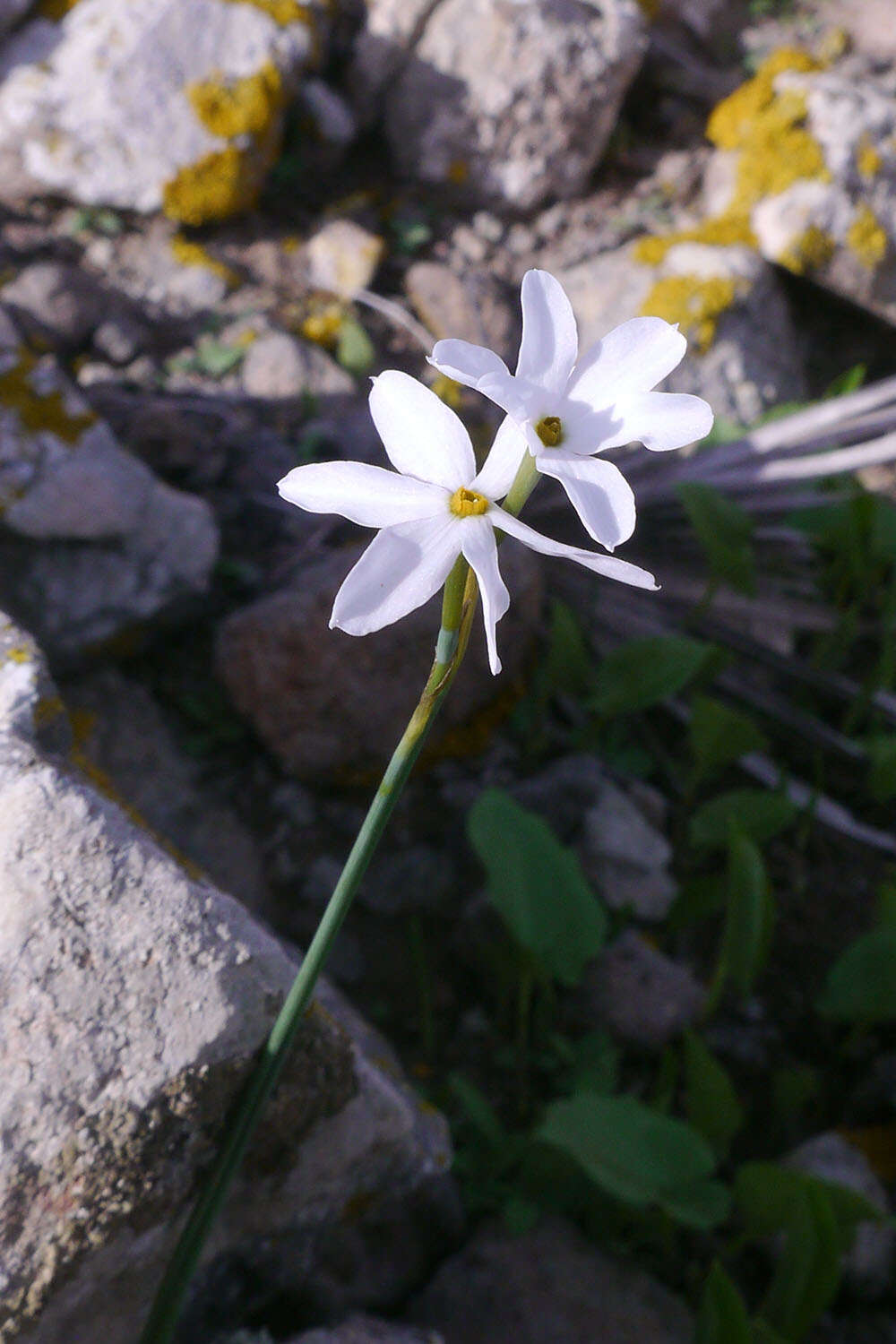 Image of Narcissus serotinus L.