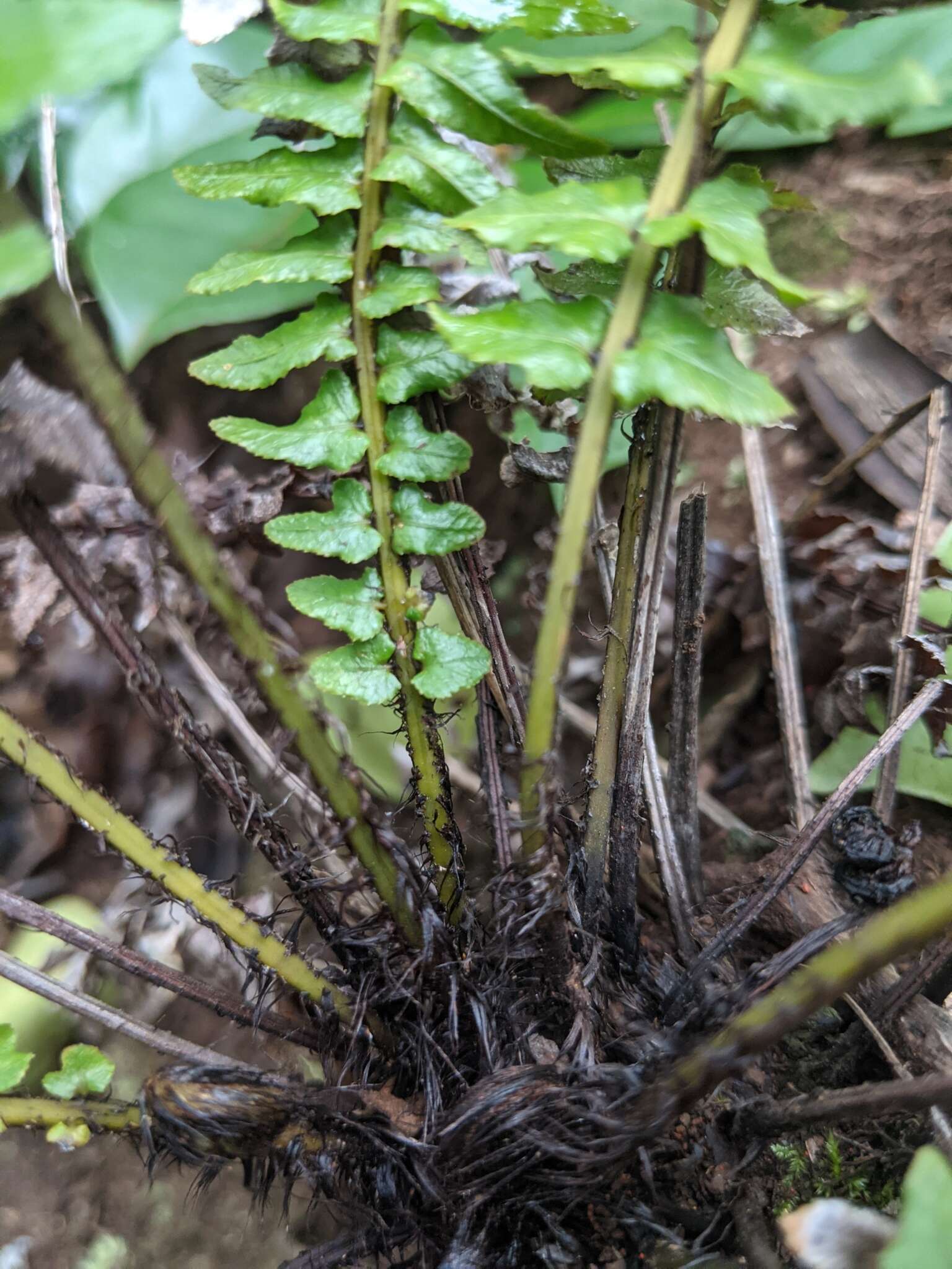 Image of Kunth's hacksaw fern