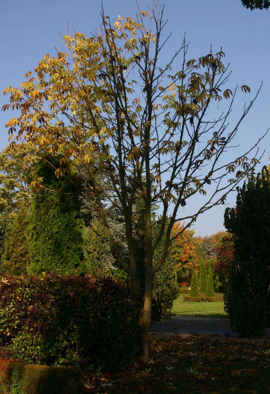 Image of castor aralia