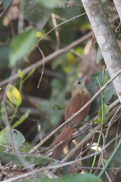 Image of White-lored Spinetail