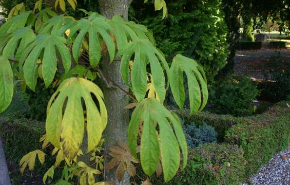 Image of castor aralia