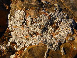 Image of Hoary cobblestone lichen;   Cracked lichen