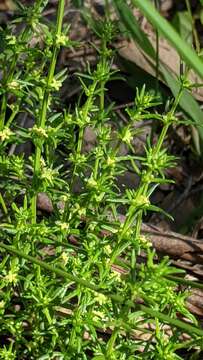 Image of Galium gaudichaudii DC.