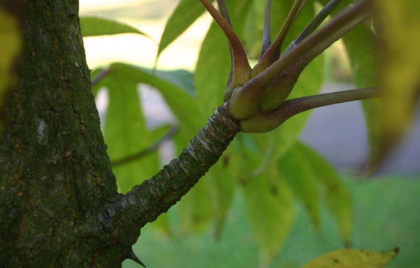 Image of castor aralia