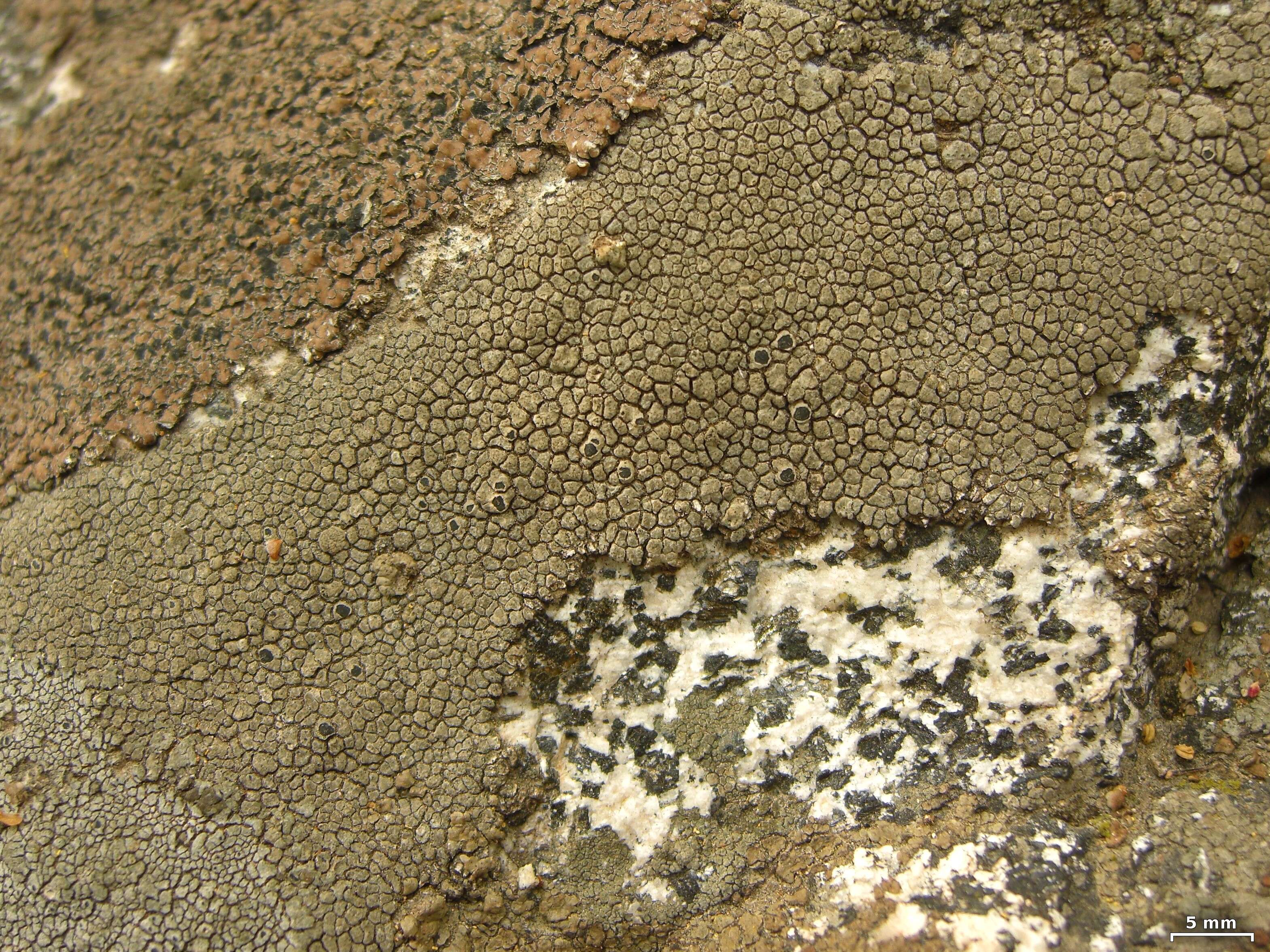 Image of rimmed lichen