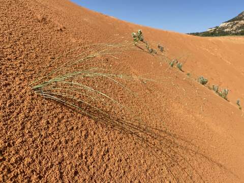 Image of blowout grass