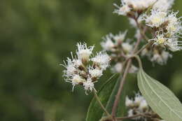 Image of Ageratina areolaris (DC.) D. Gage ex B. L. Turner