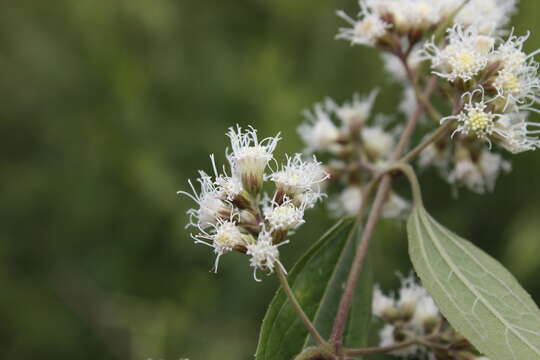 Image of Ageratina areolaris (DC.) D. Gage ex B. L. Turner